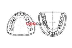 Модель ВЧ16 зубов